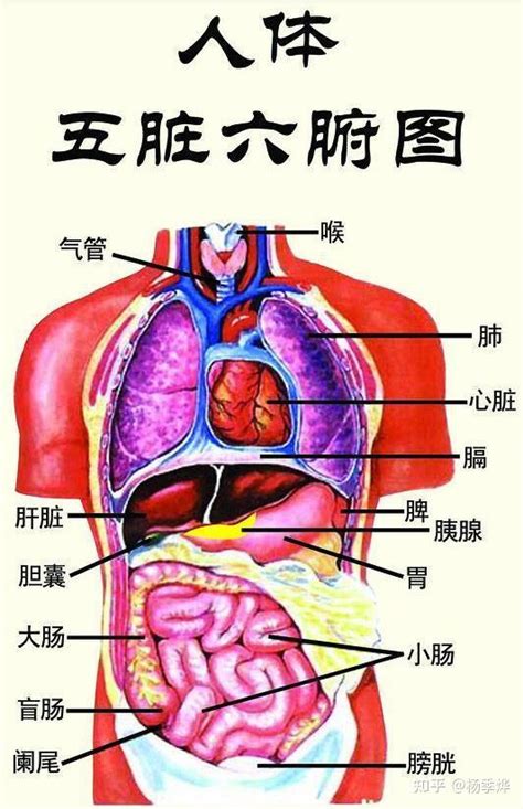 身体部位|人体器官列表